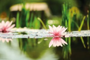 Fleur de nénuphar sur l'eau