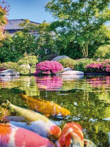 Bassin japonais avec carpe koi