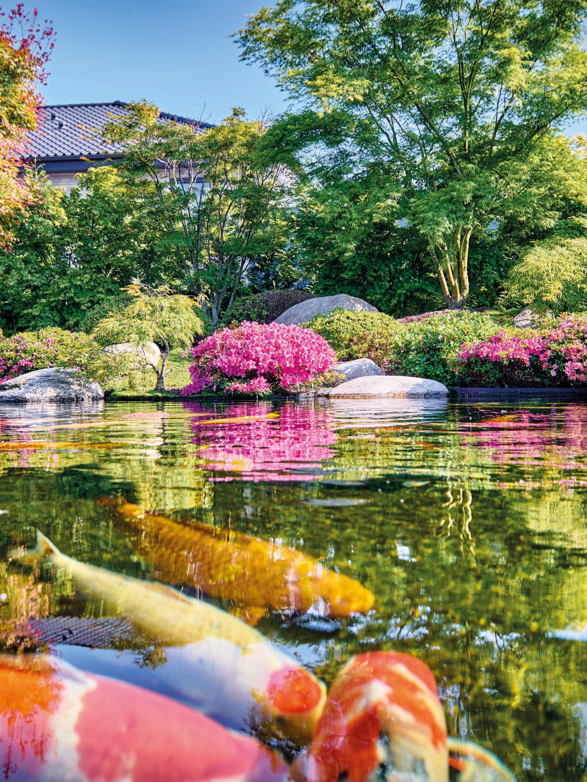 Bassin japonais avec carpe koi
