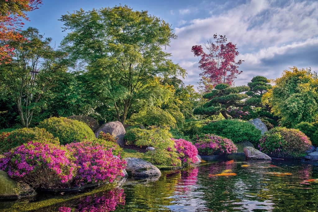 Bassin japonais avec plante et carpe koi