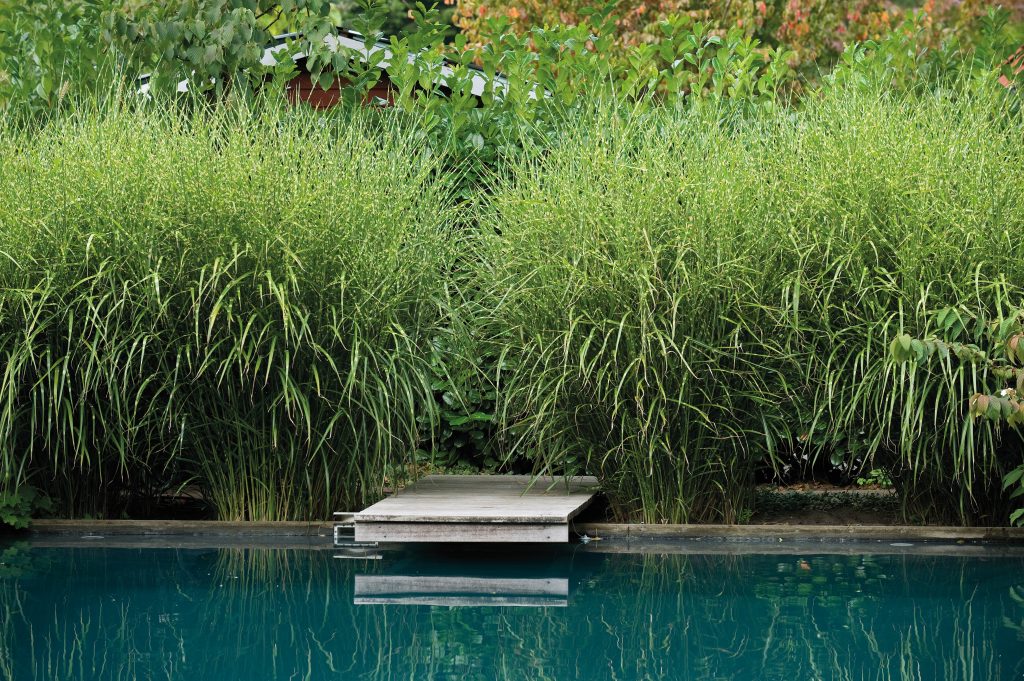 bassin de baignade piscine naturelle plate lagune terrasse en bois