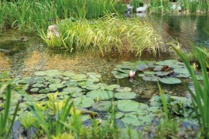 bassin d'ornement