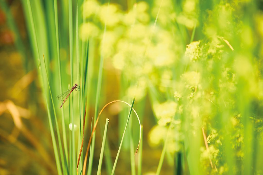 libellule sur un plante biodiversité bassin de baignade