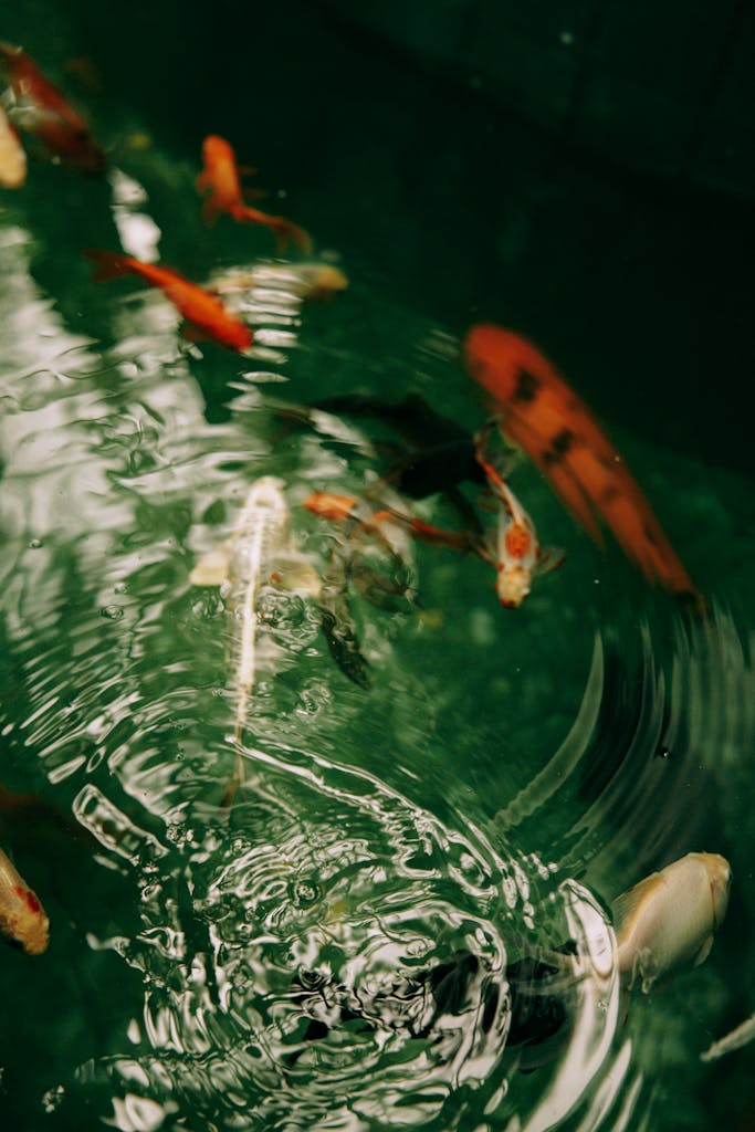 bassin carassin et koi