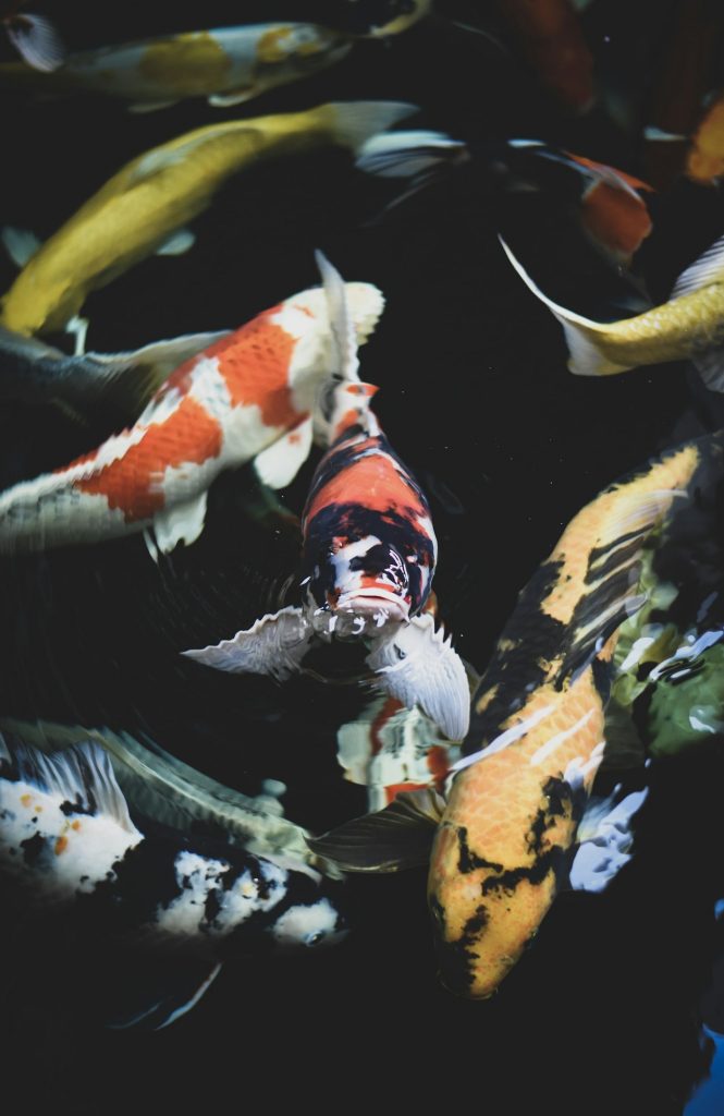 Carpe koi