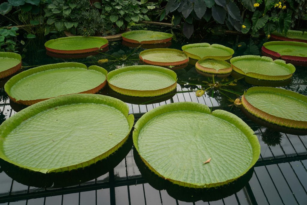 Bassin tropical Victoria