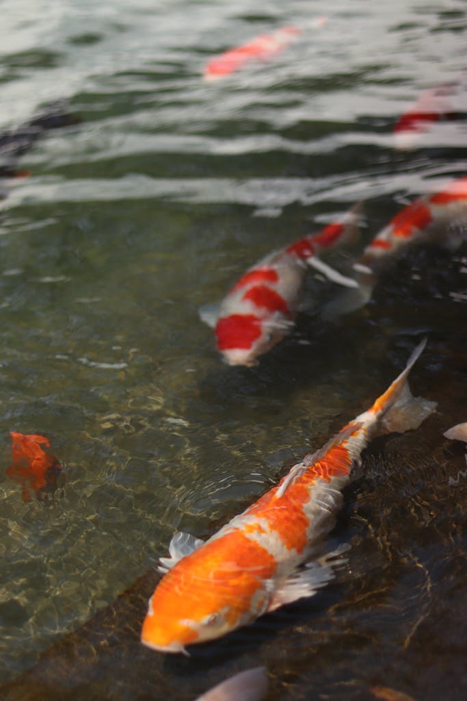 Colorful koi fish swimming gracefully in a clear pond, showcasing nature's beauty.