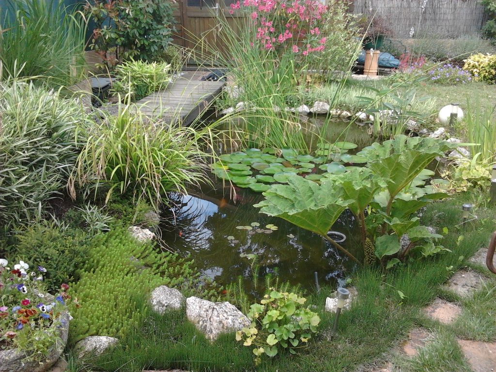 Bassin de jardin avec poisson et végétaux