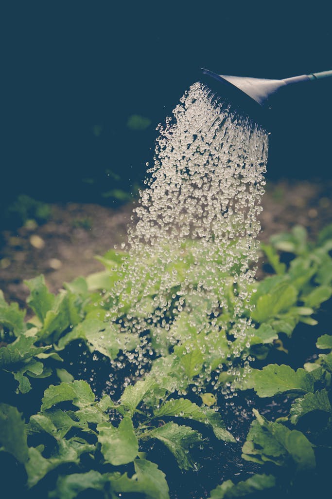 arrosage du jardin réserve d'eau